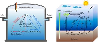 Frontiers | Microbiota For Nitrogen Removal In Wastewater Treatments ...